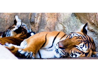 Move over Tigers, it's now time for cubs to invest in Indian tech