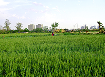 Exclusive: Farm-tech firm CropIn gets funding from Denmark's Sophia Investment