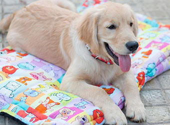 Five Indian startups for every pet lover