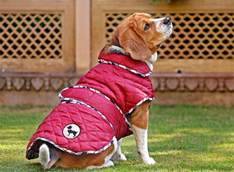 Pet products portal Heads Up For Tails raises $2 mn from HNIs